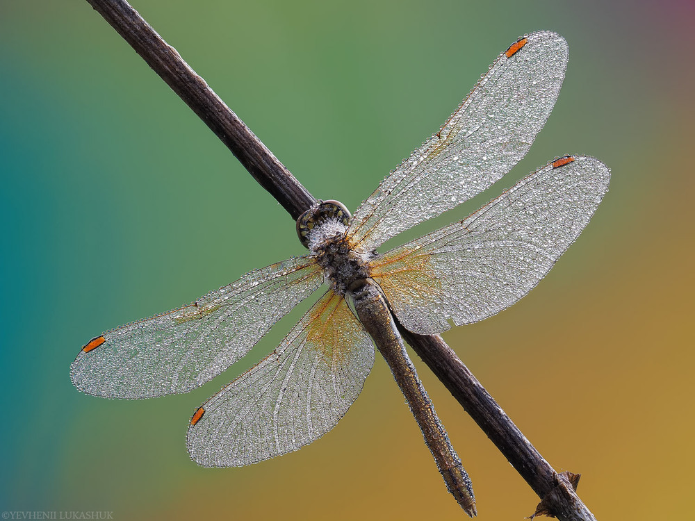 Фотографія Макро / Yevhenii Lukashuk / photographers.ua