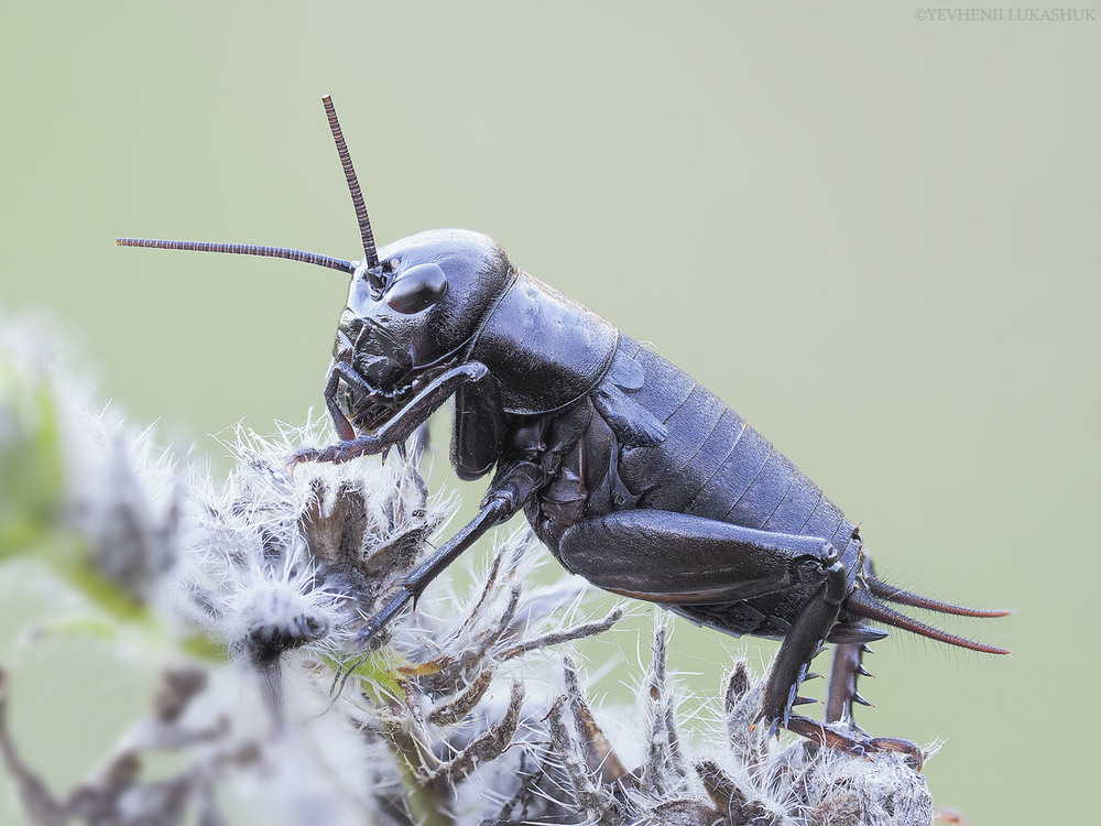 Фотографія Макро / Yevhenii Lukashuk / photographers.ua