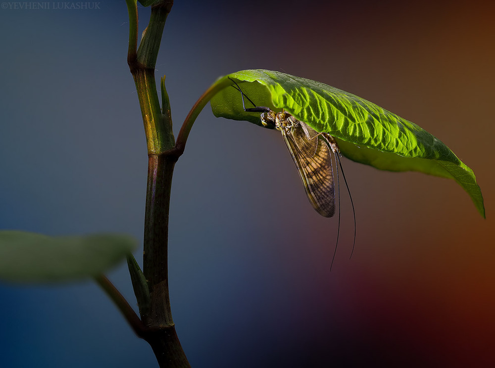 Фотографія Макро / Yevhenii Lukashuk / photographers.ua