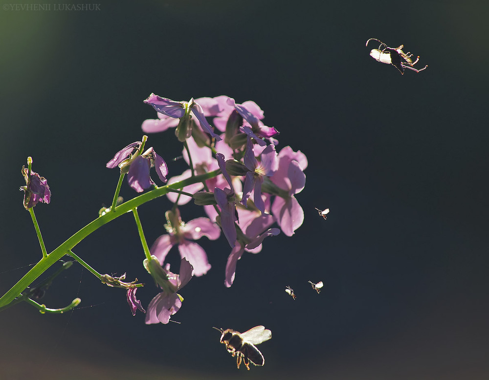 Фотографія Макро / Yevhenii Lukashuk / photographers.ua