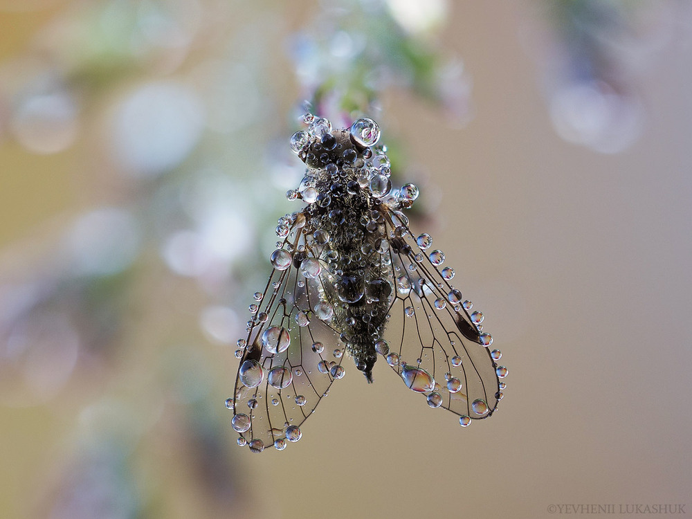 Фотографія Макро / Yevhenii Lukashuk / photographers.ua