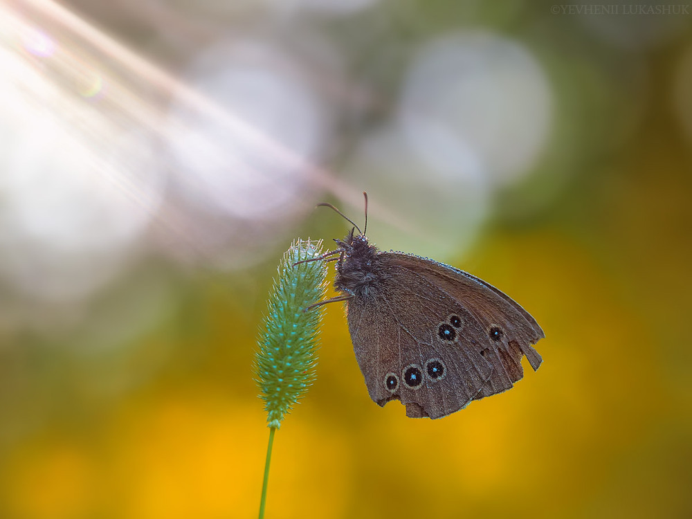 Фотографія Макро / Yevhenii Lukashuk / photographers.ua