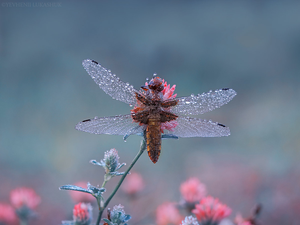 Фотографія Макро / Yevhenii Lukashuk / photographers.ua