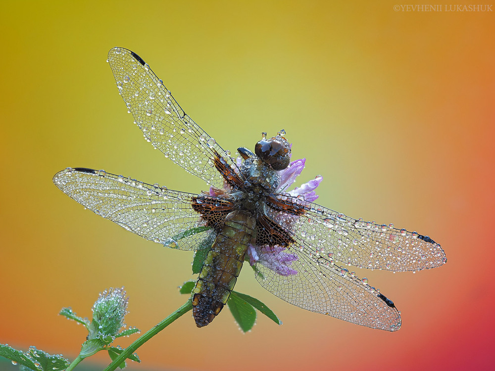 Фотографія Макро / Yevhenii Lukashuk / photographers.ua