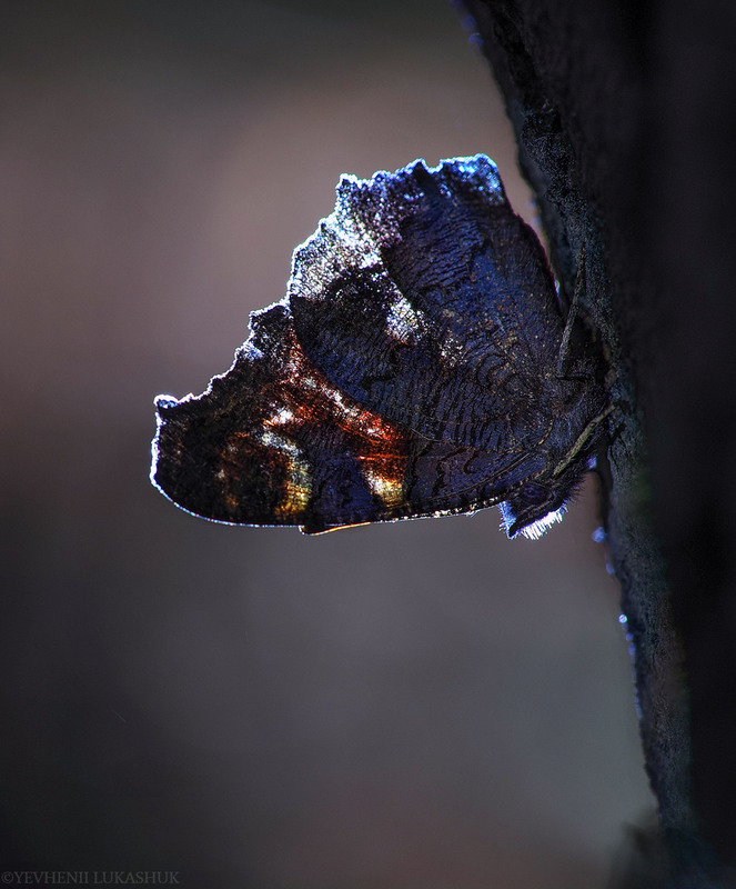 Фотографія Макро / Yevhenii Lukashuk / photographers.ua