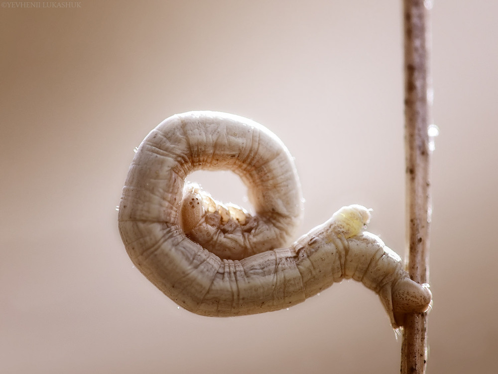 Фотографія Макро / Yevhenii Lukashuk / photographers.ua