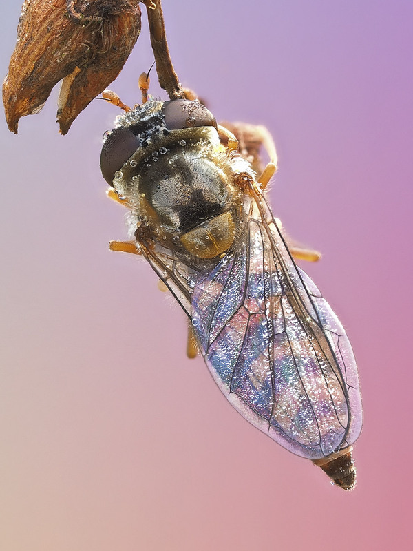 Фотографія Макро / Yevhenii Lukashuk / photographers.ua