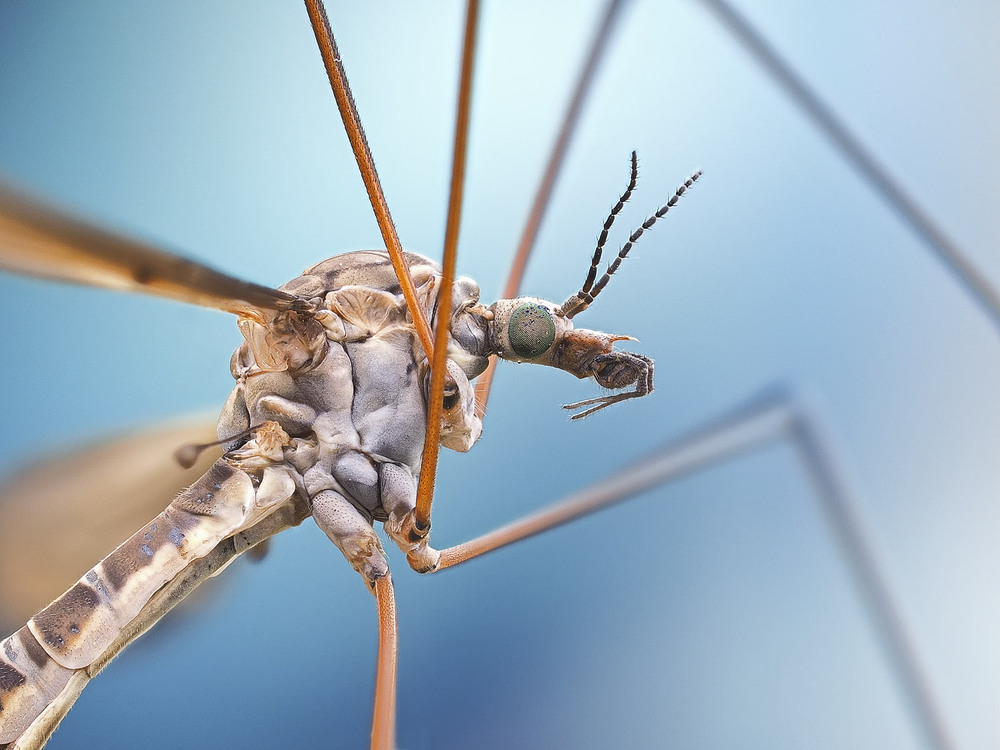 Фотографія Макро / Yevhenii Lukashuk / photographers.ua