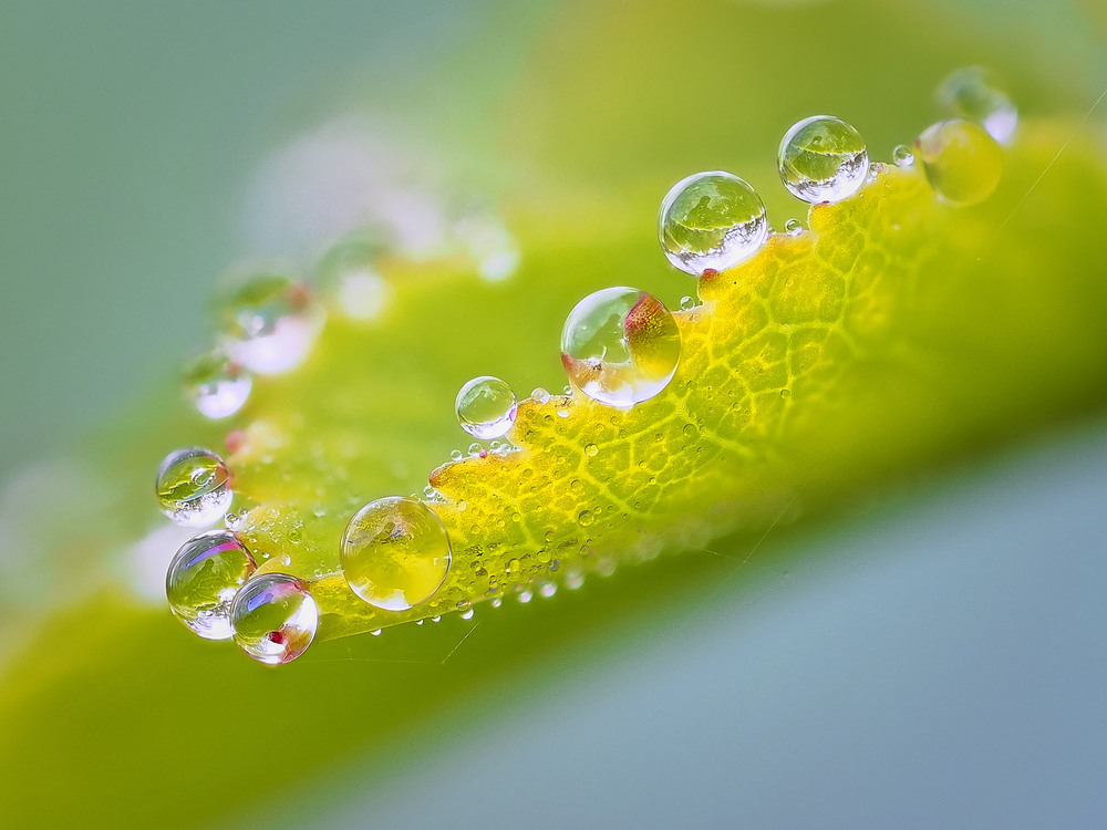 Фотографія Макро / Yevhenii Lukashuk / photographers.ua