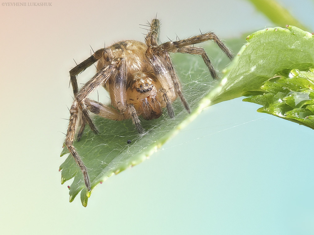 Фотографія Макро / Yevhenii Lukashuk / photographers.ua