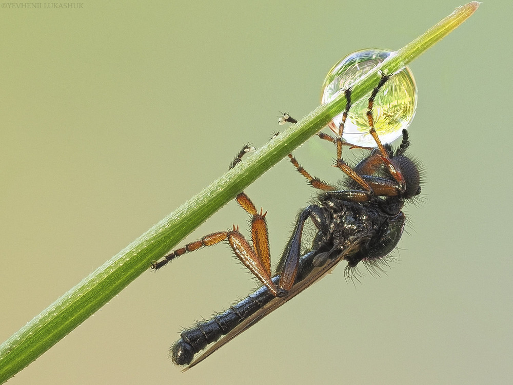 Фотографія Макро / Yevhenii Lukashuk / photographers.ua