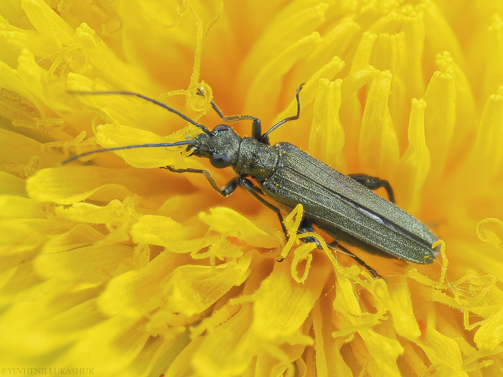 Фотографія Макро / Yevhenii Lukashuk / photographers.ua