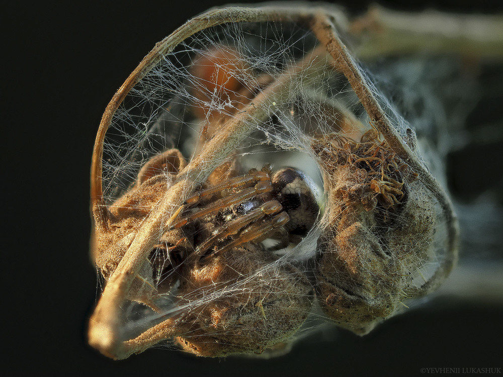 Фотографія Макро / Yevhenii Lukashuk / photographers.ua