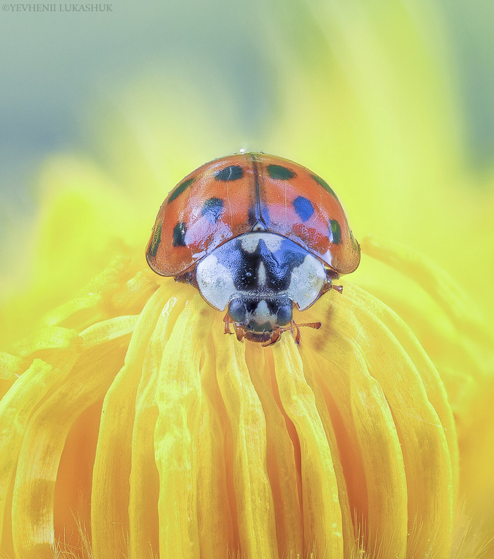 Фотографія Макро / Yevhenii Lukashuk / photographers.ua