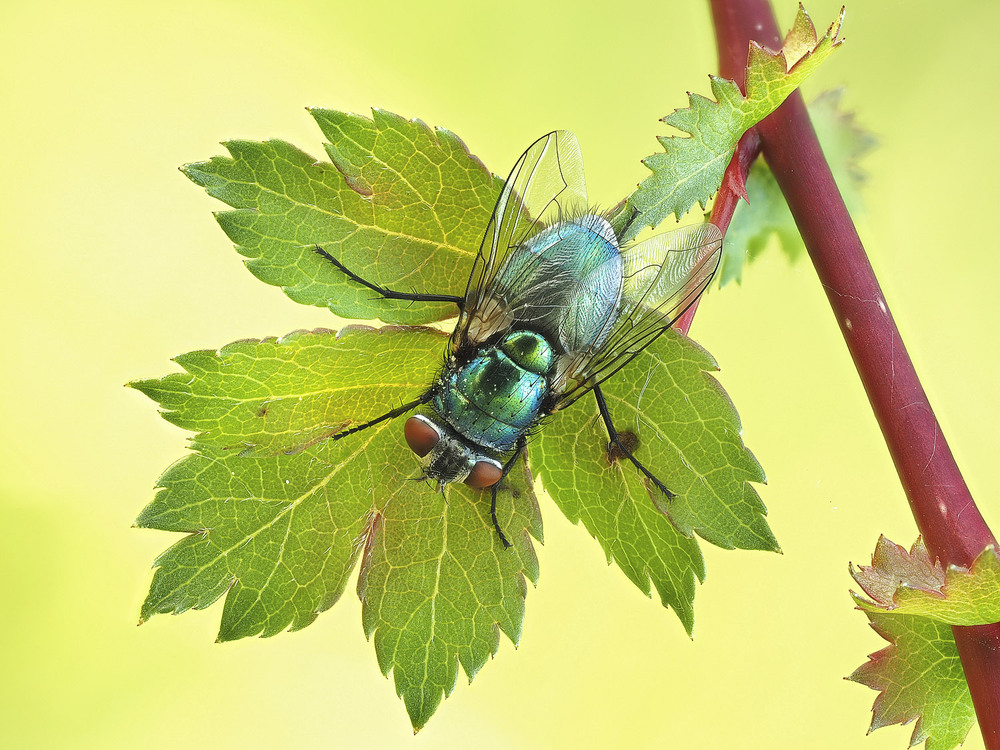 Фотографія Макро / Yevhenii Lukashuk / photographers.ua