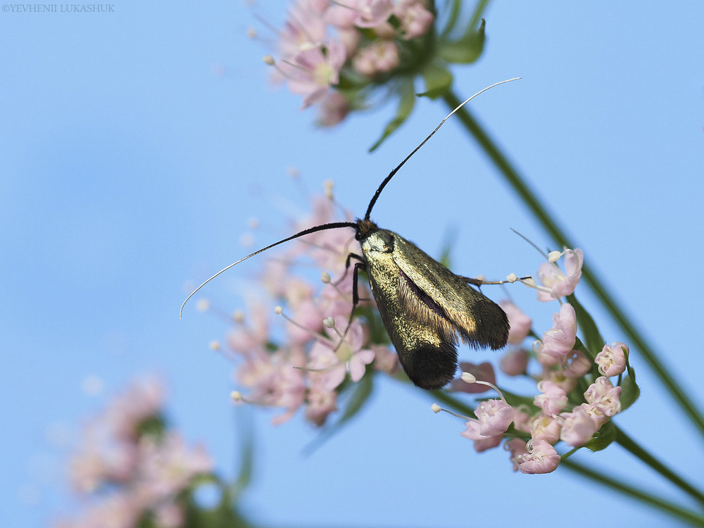 Фотографія Макро / Yevhenii Lukashuk / photographers.ua