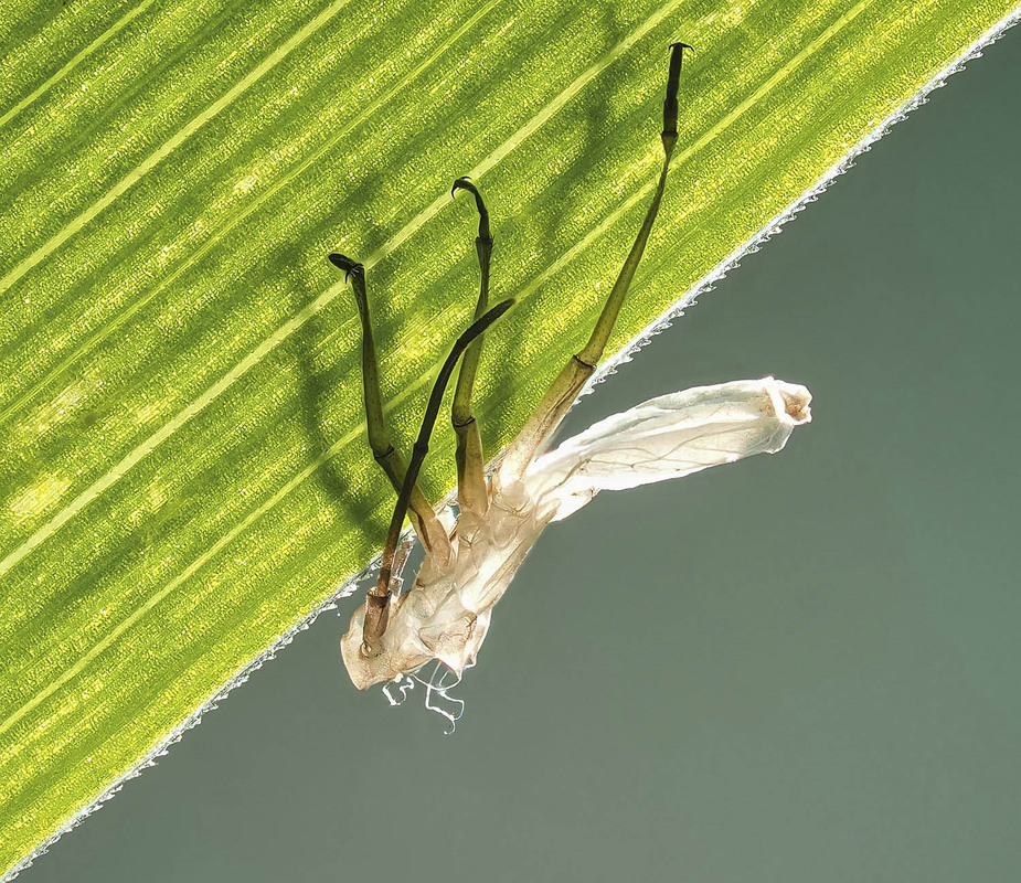 Фотографія Макро / Yevhenii Lukashuk / photographers.ua