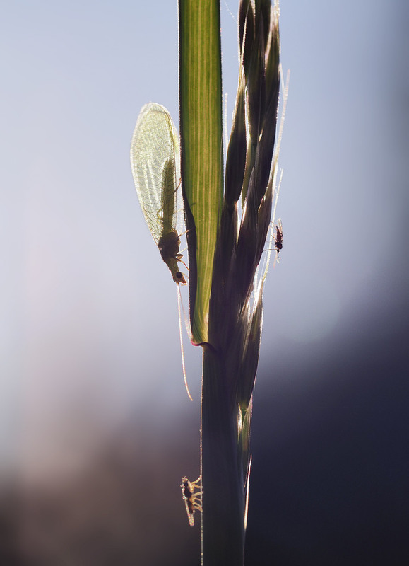 Фотографія Макро / Yevhenii Lukashuk / photographers.ua