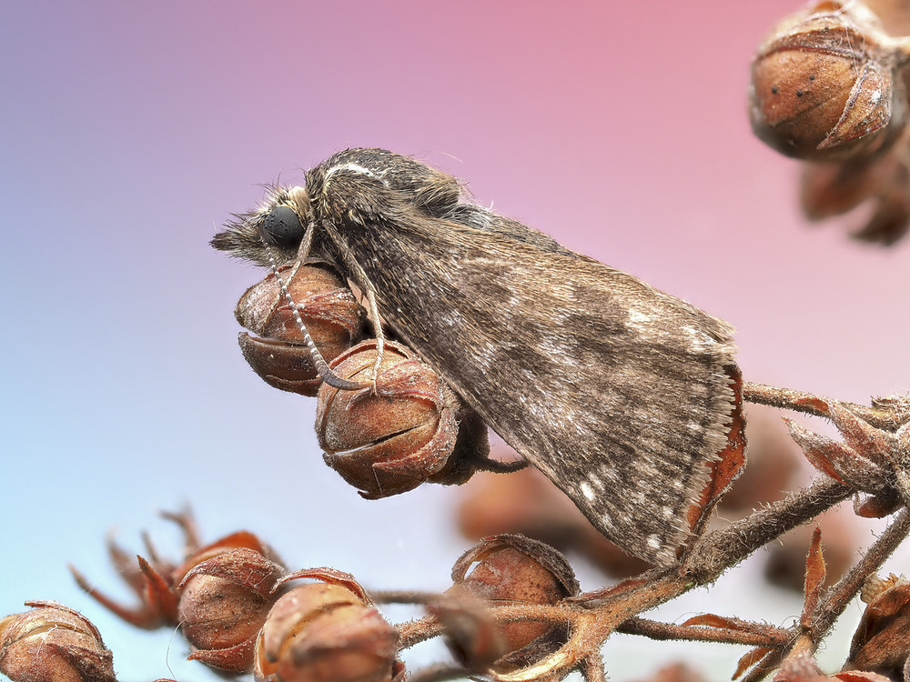 Фотографія Макро / Yevhenii Lukashuk / photographers.ua