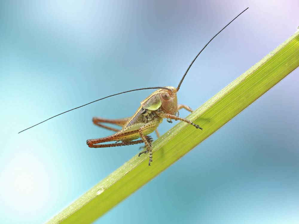 Фотографія Макро / Yevhenii Lukashuk / photographers.ua