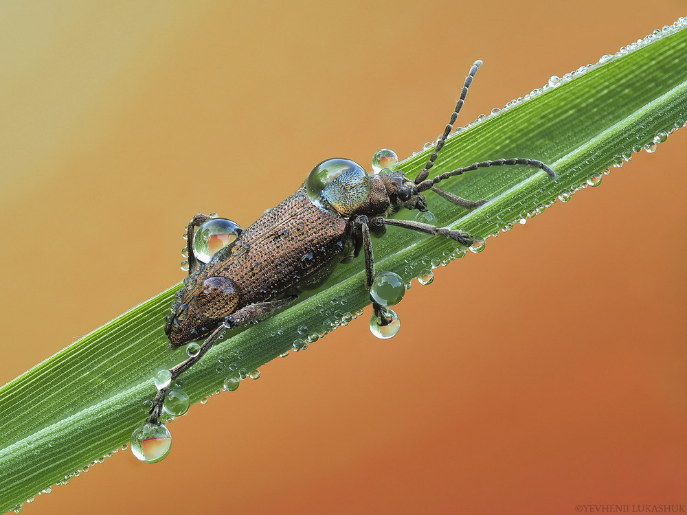 Фотографія Макро / Yevhenii Lukashuk / photographers.ua