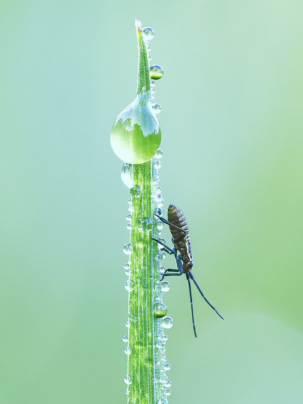 Фотографія Макро / Yevhenii Lukashuk / photographers.ua