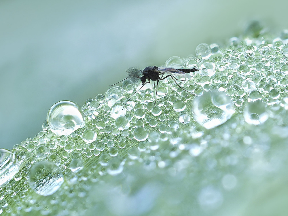 Фотографія Макро / Yevhenii Lukashuk / photographers.ua