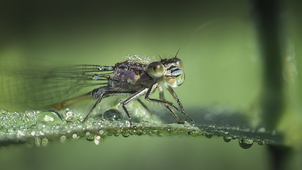 Фотографія Макро / Yevhenii Lukashuk / photographers.ua