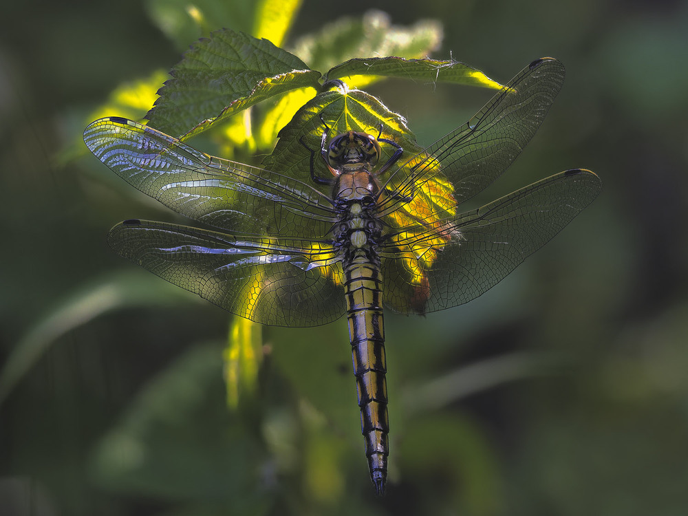 Фотографія Макро / Yevhenii Lukashuk / photographers.ua