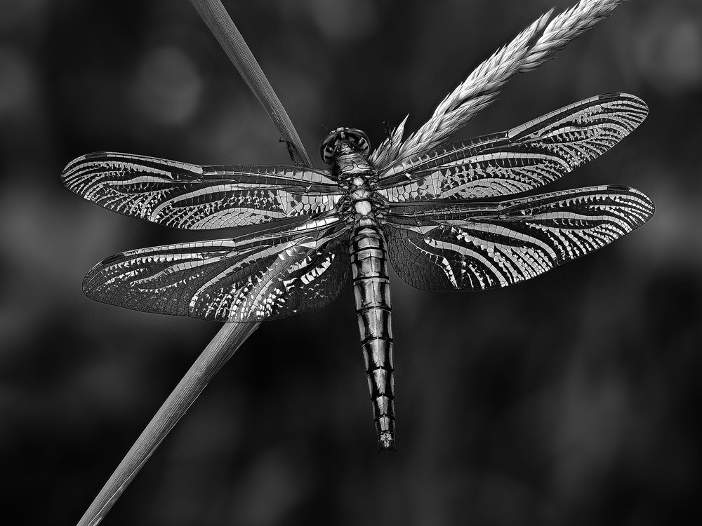 Фотографія Макро / Yevhenii Lukashuk / photographers.ua