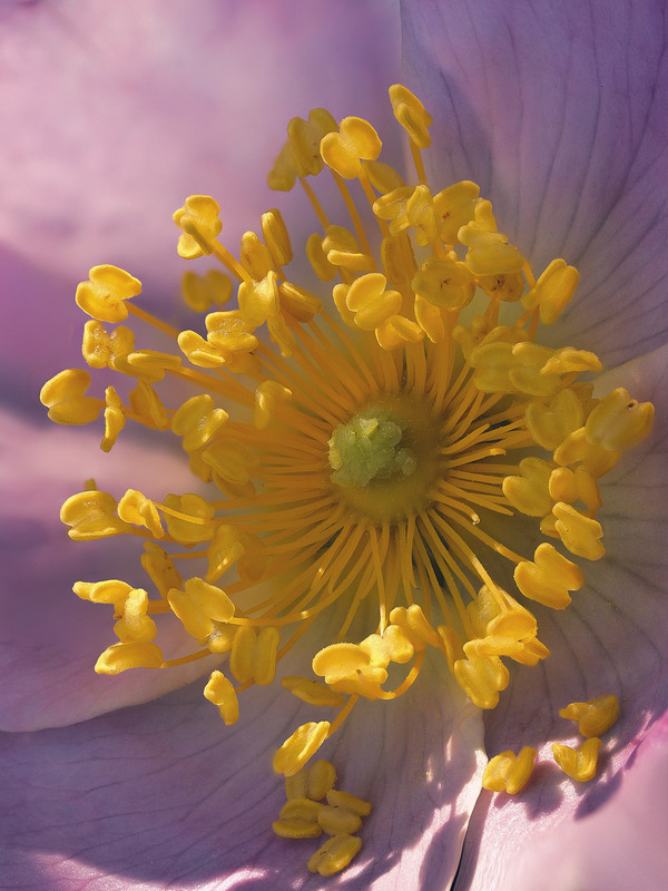 Фотографія Макро / Yevhenii Lukashuk / photographers.ua