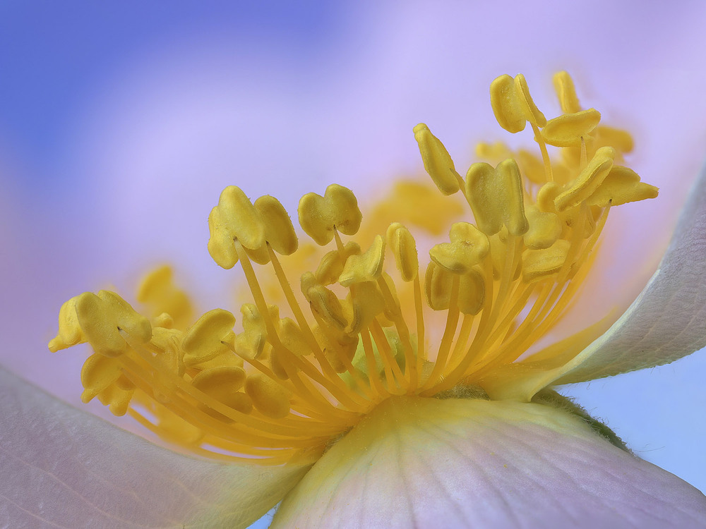 Фотографія Макро / Yevhenii Lukashuk / photographers.ua