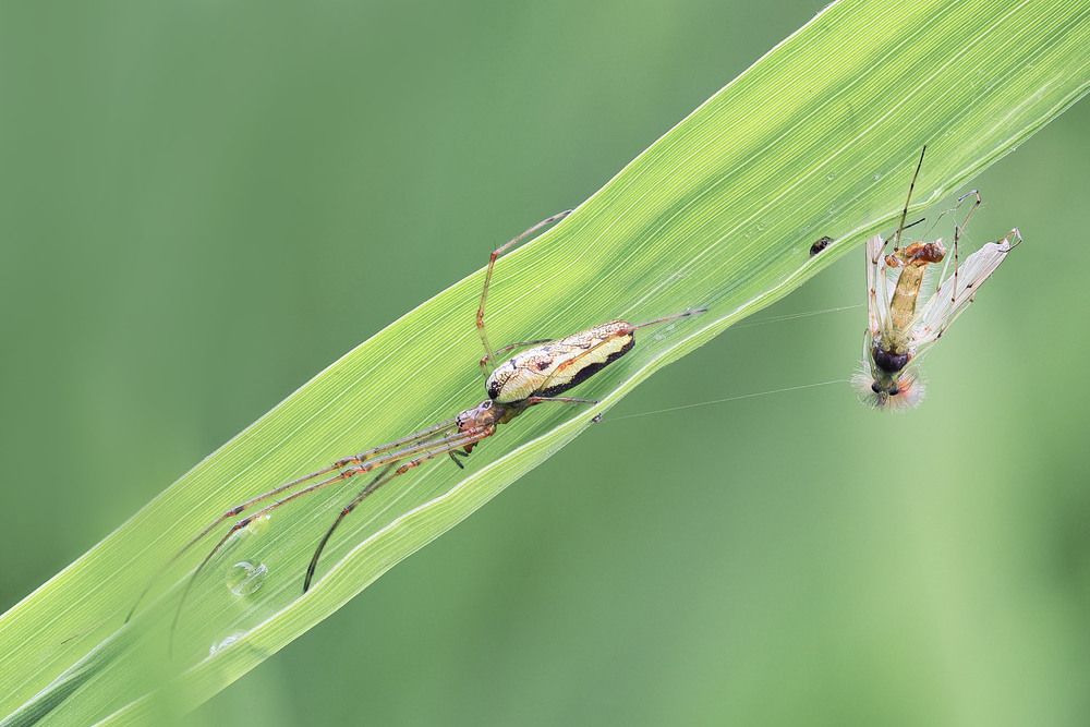 Фотографія Макро / Yevhenii Lukashuk / photographers.ua