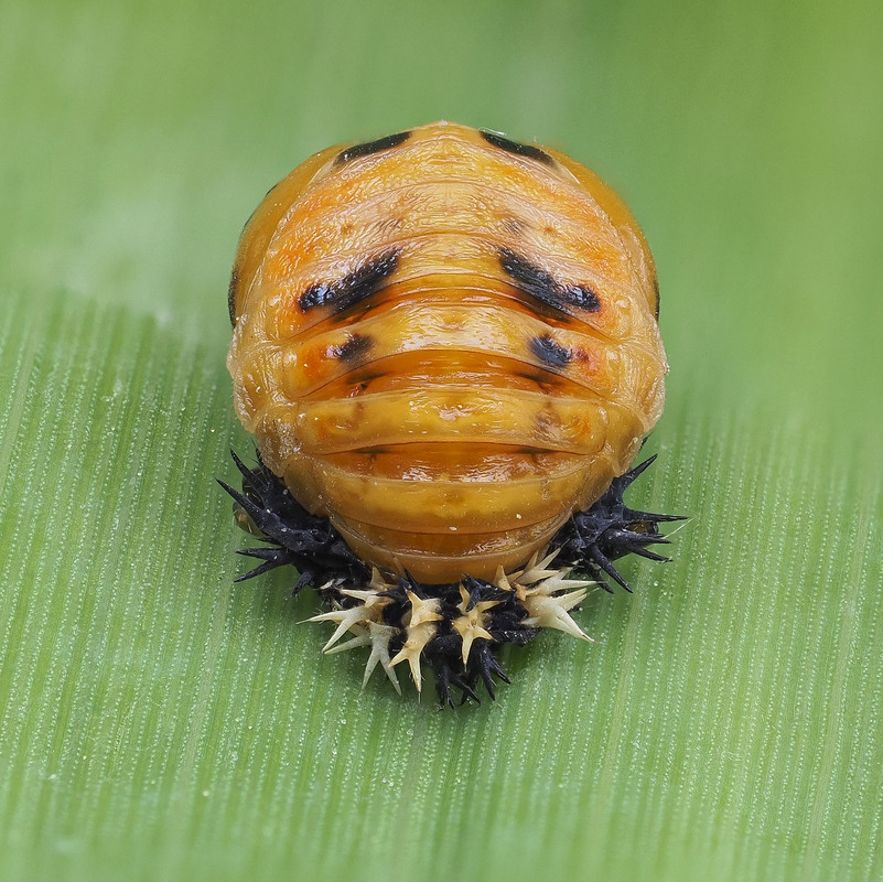 Фотографія Макро / Yevhenii Lukashuk / photographers.ua