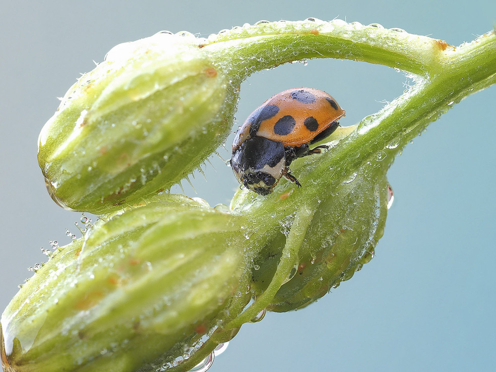 Фотографія Макро / Yevhenii Lukashuk / photographers.ua