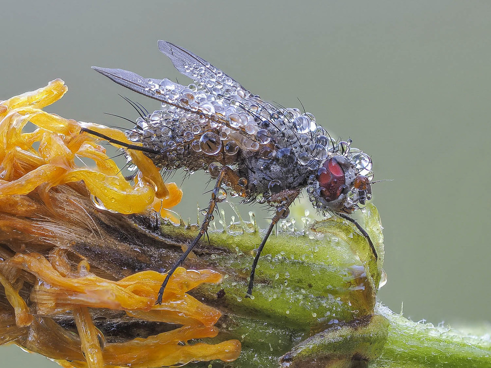 Фотографія Макро / Yevhenii Lukashuk / photographers.ua