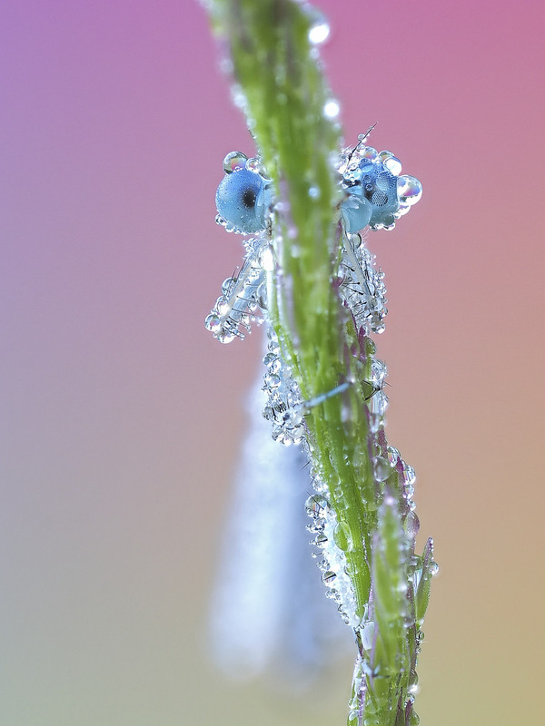 Фотографія Макро / Yevhenii Lukashuk / photographers.ua