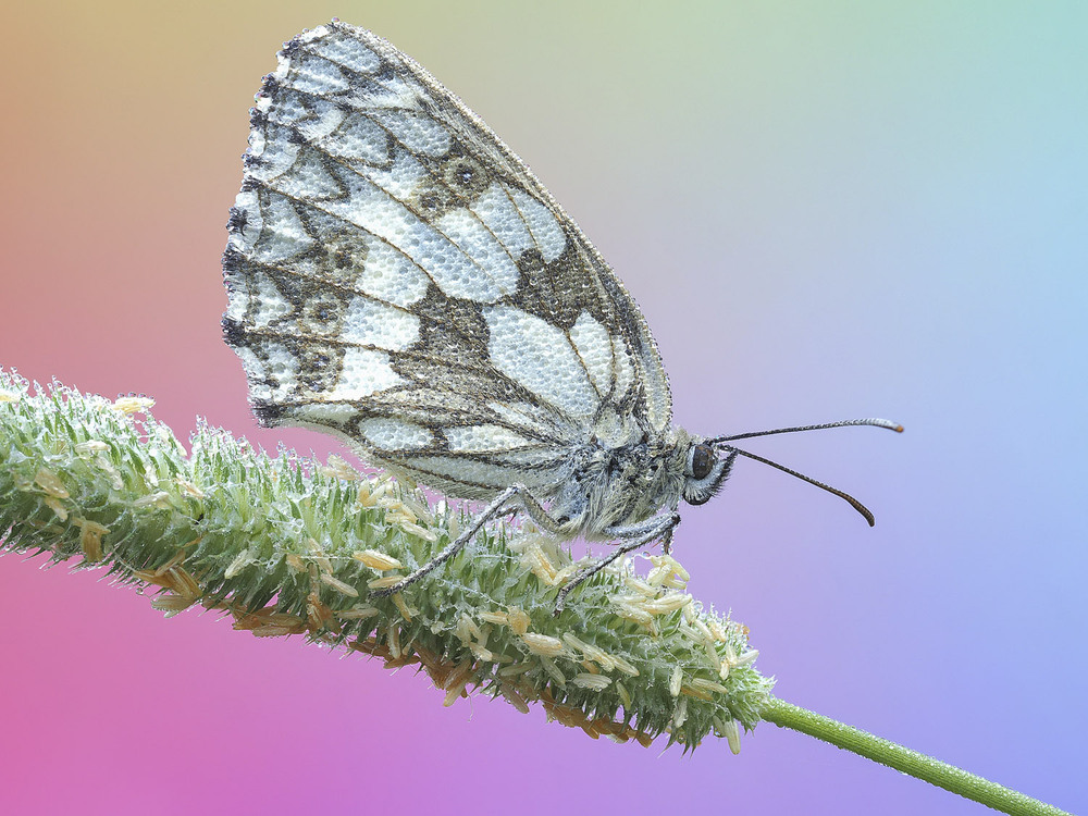 Фотографія Макро / Yevhenii Lukashuk / photographers.ua