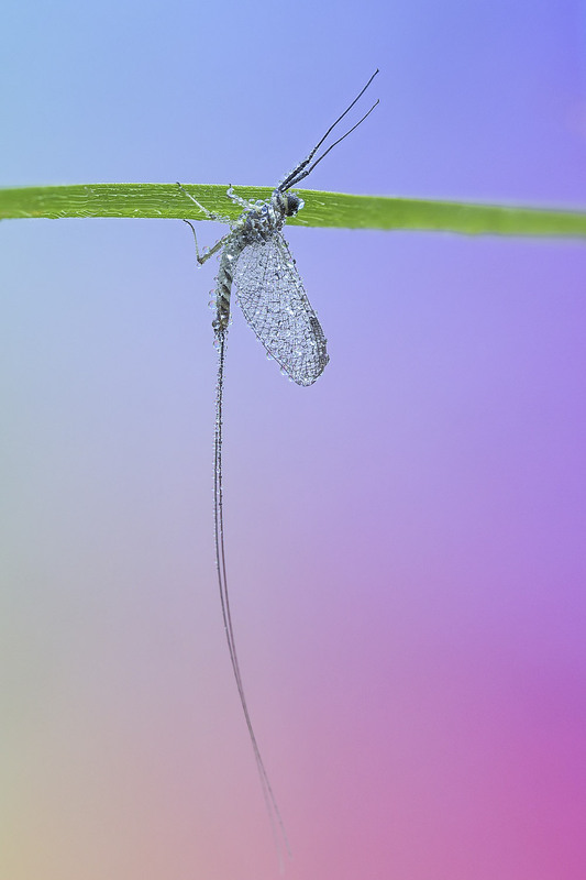 Фотографія Макро / Yevhenii Lukashuk / photographers.ua