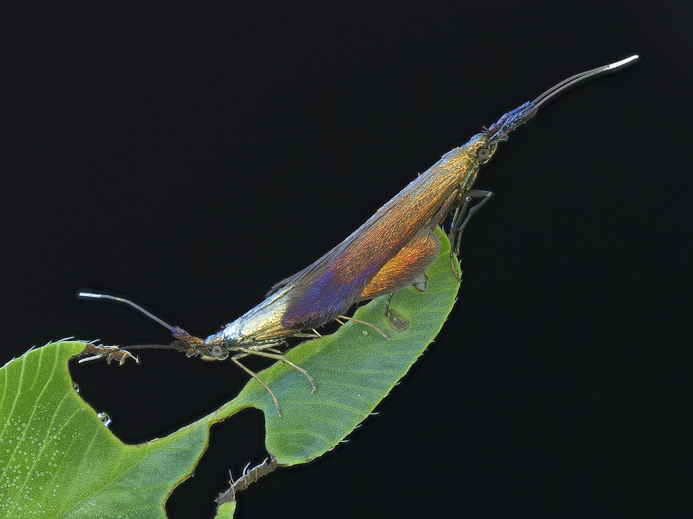 Фотографія Макро / Yevhenii Lukashuk / photographers.ua