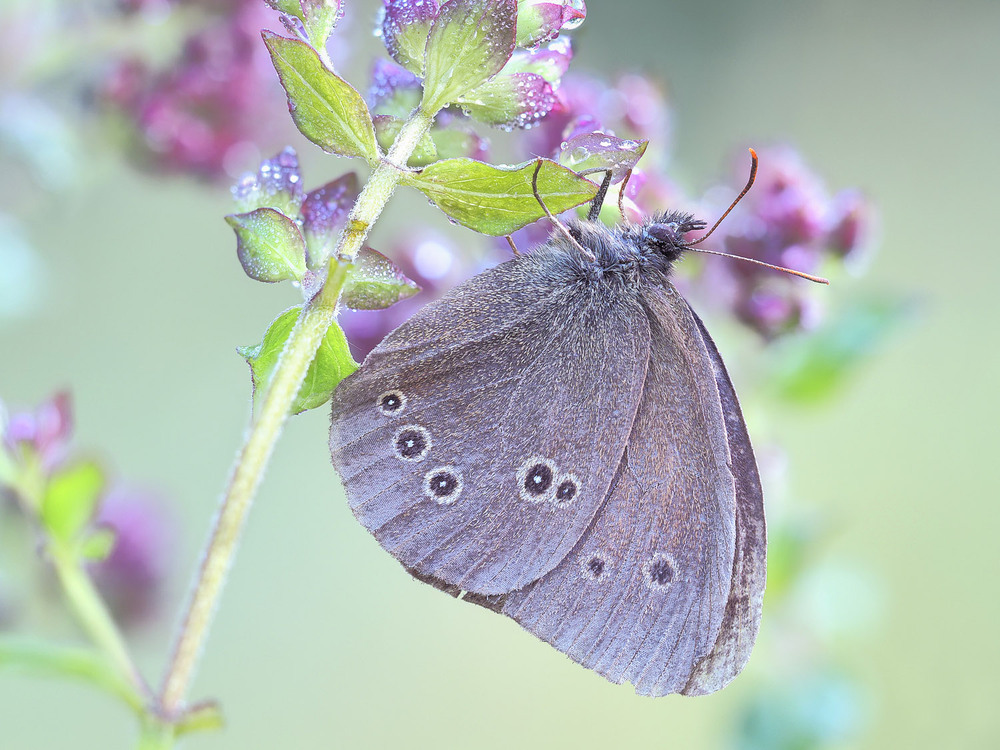 Фотографія Макро / Yevhenii Lukashuk / photographers.ua