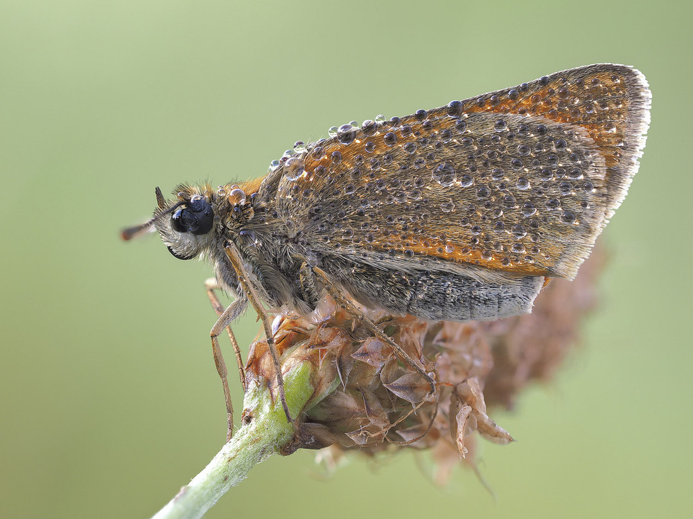 Фотографія Макро / Yevhenii Lukashuk / photographers.ua
