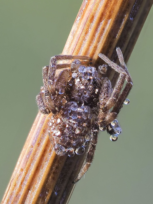 Фотографія Макро / Yevhenii Lukashuk / photographers.ua