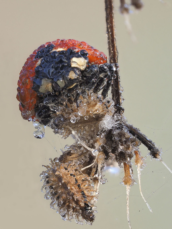 Фотографія Макро / Yevhenii Lukashuk / photographers.ua