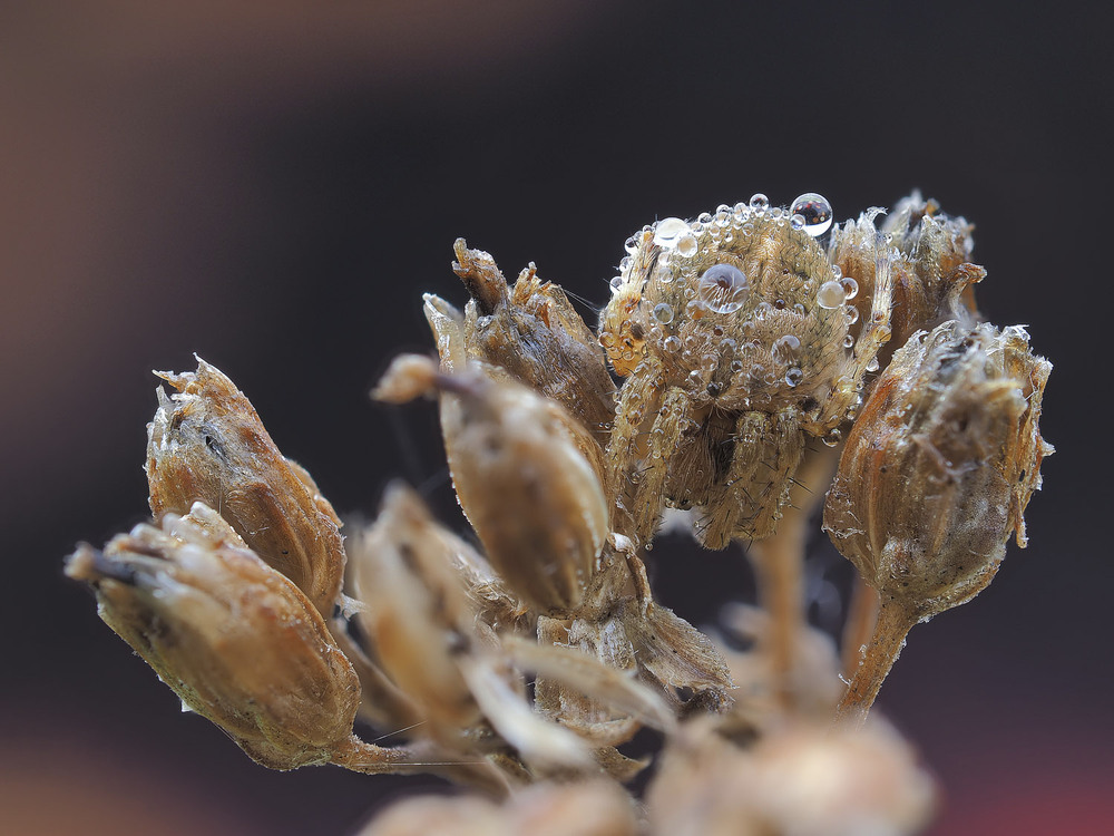 Фотографія Макро / Yevhenii Lukashuk / photographers.ua