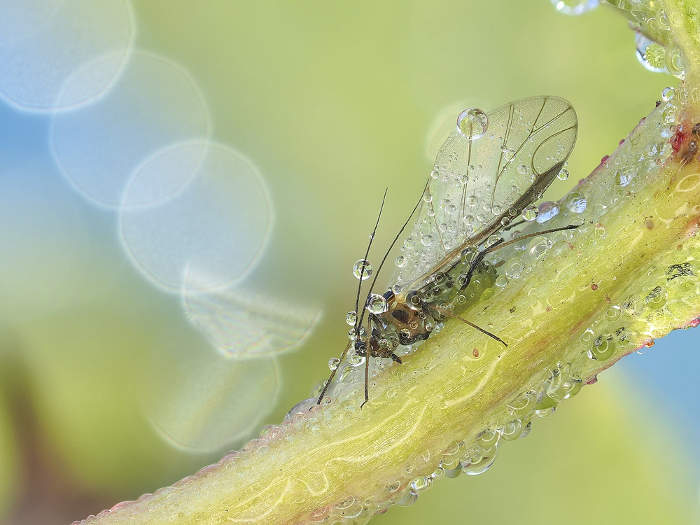Фотографія Макро / Yevhenii Lukashuk / photographers.ua