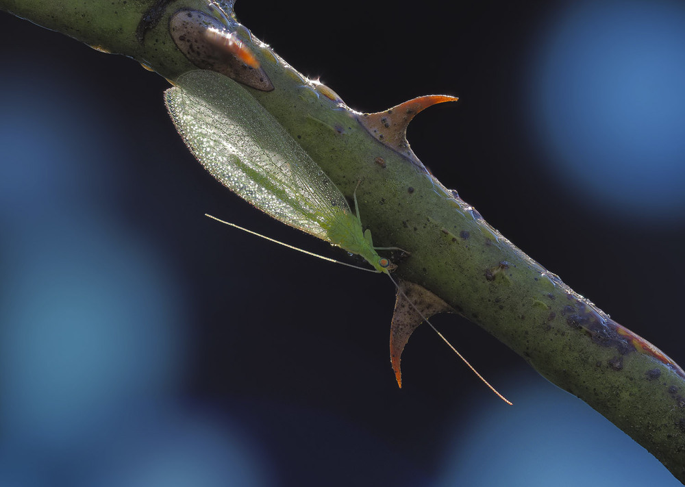 Фотографія Макро / Yevhenii Lukashuk / photographers.ua