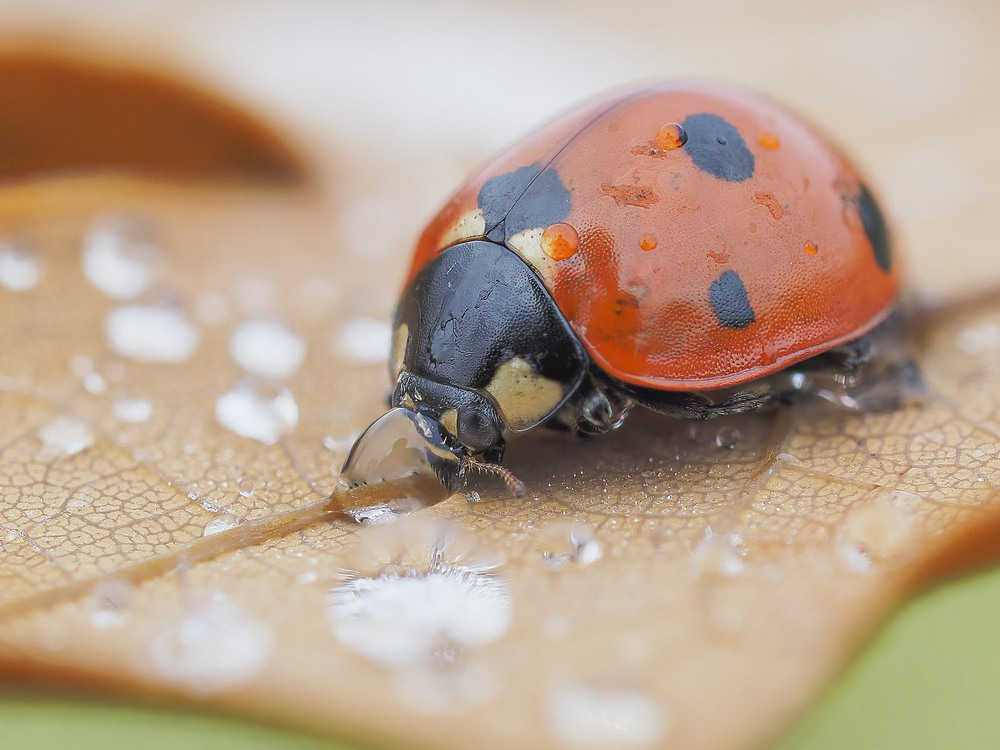 Фотографія Макро / Yevhenii Lukashuk / photographers.ua