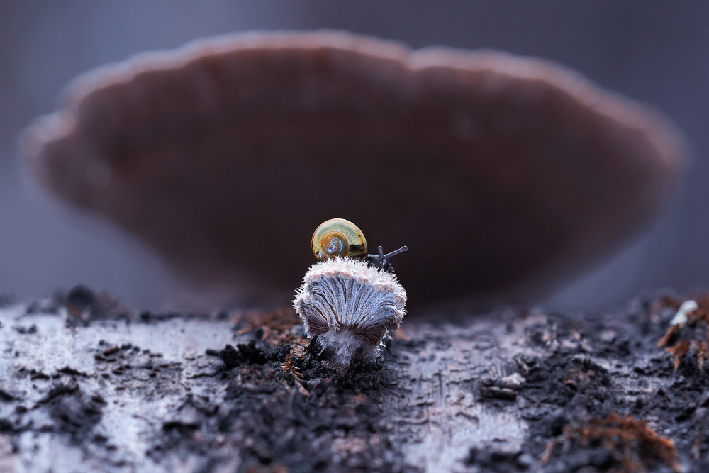 Фотографія Макро / Yevhenii Lukashuk / photographers.ua