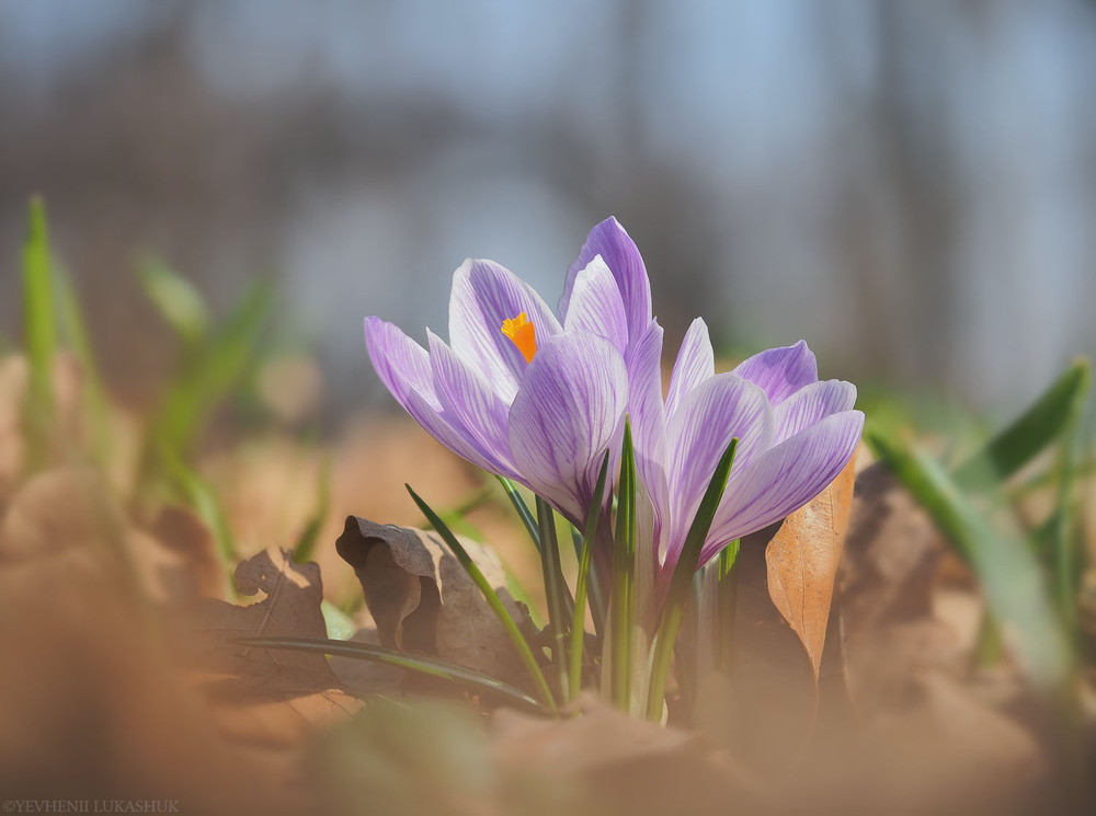 Фотографія Макро / Yevhenii Lukashuk / photographers.ua